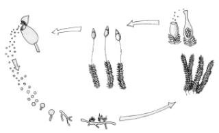 diagrama del ciclo de vida del musgo